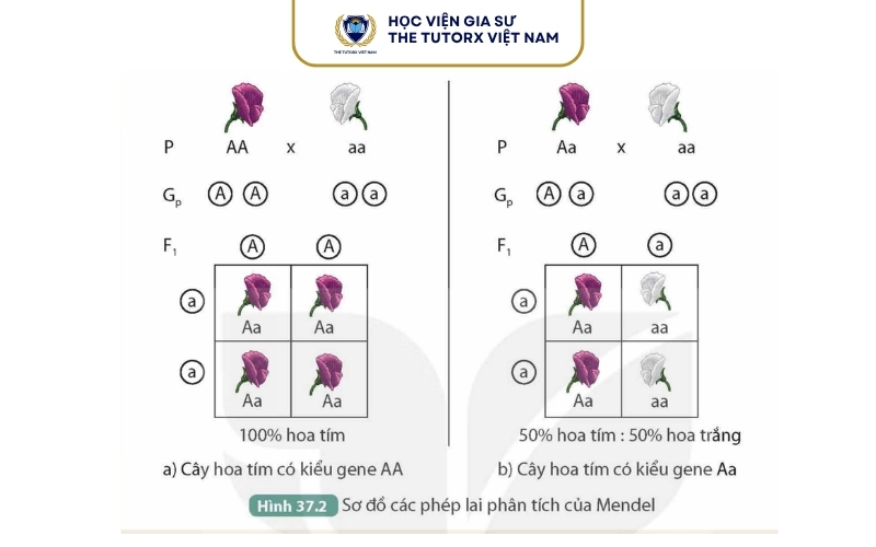 Ý Nghĩa Của Quy Luật Mendel Trong Thực Tiễn