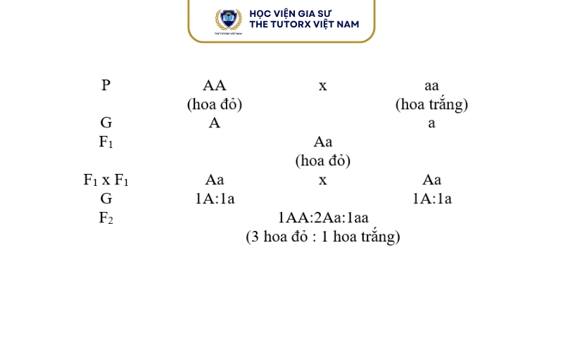 Nội Dung Quy Luật Phân Li (Định Luật 1 Của Mendel)