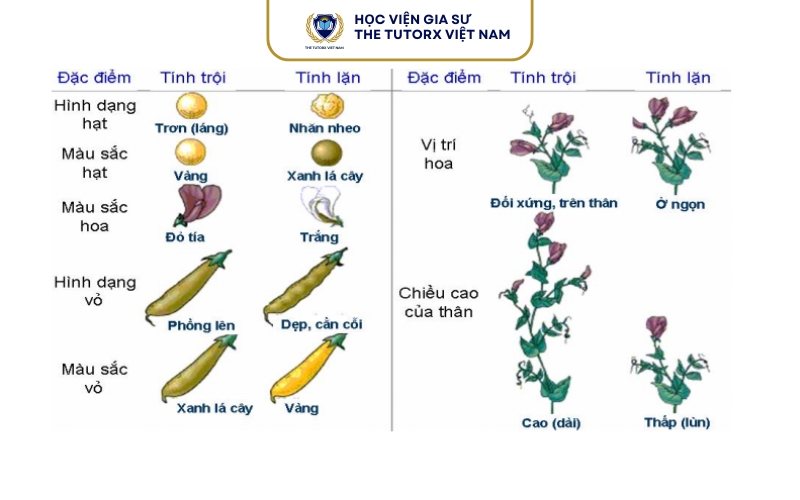 Thí Nghiệm Của Mendel Trên Cây Đậu Hà Lan